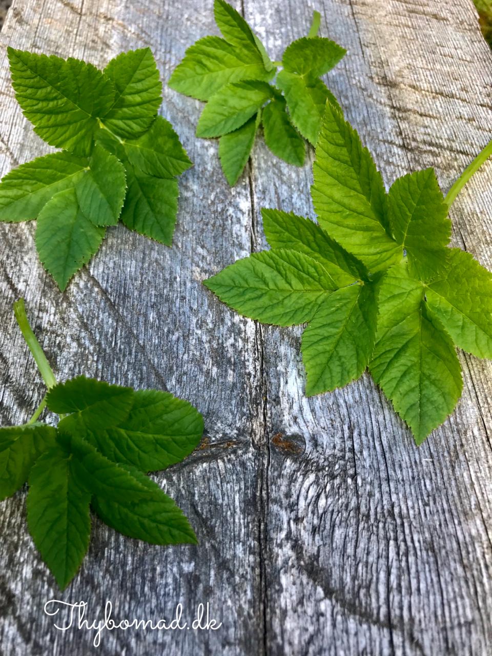 sommersalat-med-skvalderkål-og-lynbagte-rabarber